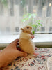 Hamster Knitting Pattern